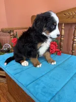 Mia, a female Miniature Bernedoodle for sale in Seneca, KS – 3 of 10