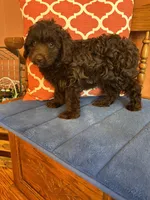 Rocky, a male Miniature Aussiedoodle for sale in Seneca, KS – 3 of 9