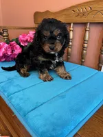 Toby, a male Cavapoo for sale in Seneca, KS – 6 of 8