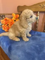 Jax, a male Miniature Goldendoodle for sale in Seneca, KS – 6 of 10