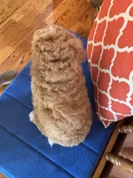 Lucy, a female Miniature Goldendoodle for sale in Seneca, KS – 10 of 10