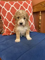 Lucy, a female Miniature Goldendoodle for sale in Seneca, KS – 6 of 9