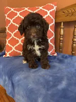 Bennie, a male Miniature Aussiedoodle for sale in Seneca, KS – 4 of 10