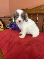 Maverick, a male Miniature Aussiedoodle for sale in Seneca, KS – 5 of 10
