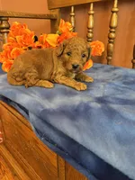 Marley, a female Miniature Goldendoodle for sale in Seneca, KS – 4 of 7