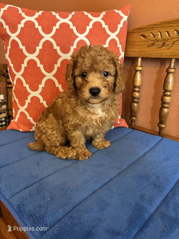 Ricky – Miniature Goldendoodle puppy for sale in Seneca, KS