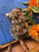 Paisley, a female Miniature Aussiedoodle for sale in Seneca, KS – 7 of 7