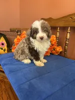 Simba, a male Miniature Aussiedoodle for sale in Seneca, KS – 9 of 10