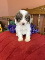 Maverick, a male Miniature Aussiedoodle for sale in Seneca, KS – 6 of 10