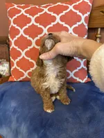 Alexis, a female Maltipoo for sale in Seneca, KS – Photo 3 of 9