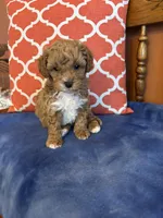 Alexis, a female Maltipoo for sale in Seneca, KS – Photo 2 of 9