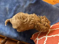Alexis, a female Maltipoo for sale in Seneca, KS – Photo 7 of 9