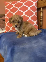 Alexis, a female Maltipoo for sale in Seneca, KS – Photo 6 of 9