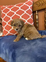 Alexis, a female Maltipoo for sale in Seneca, KS – Photo 5 of 9
