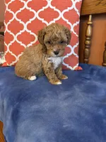 Alexis, a female Maltipoo for sale in Seneca, KS – Photo 4 of 9