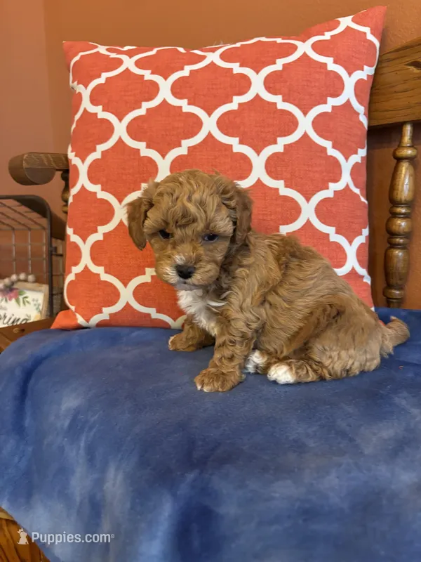 Alexis – Maltipoo puppy for sale in Seneca, KS