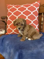 Alexis, a female Maltipoo for sale in Seneca, KS – Photo 1 of 9