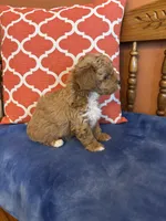 Alexis, a female Maltipoo for sale in Seneca, KS – Photo 8 of 9
