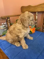 Boomer, a male Miniature Goldendoodle for sale in Seneca, KS – 9 of 10