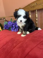 Boz, a male Miniature Bernedoodle for sale in Seneca, KS – 6 of 10