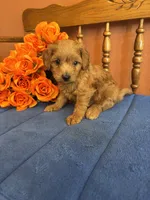 Lilly, a female Miniature Goldendoodle for sale in Seneca, KS – 7 of 8