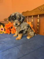 Darla, a female Miniature Aussiedoodle for sale in Seneca, KS – 5 of 9