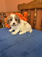 Sasha, a female Cavapoo for sale in Seneca, KS – 4 of 9