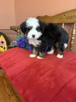 Boz, a male Miniature Bernedoodle for sale in Seneca, KS – 10 of 10