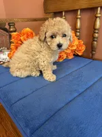 Bailey, a female Maltipoo for sale in Seneca, KS – 6 of 9