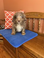 Buddy, a male Miniature Aussiedoodle for sale in Seneca, KS – 6 of 10