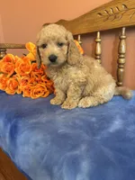 Jax, a male Miniature Goldendoodle for sale in Seneca, KS – 9 of 10
