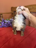 Dakota, a female Miniature Bernedoodle for sale in Seneca, KS – 2 of 9