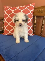 Penny, a female Miniature Aussiedoodle for sale in Seneca, KS – 6 of 8