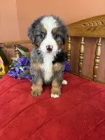 Winston, a male Miniature Bernedoodle for sale in Seneca, KS – 10 of 10