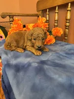 Marley, a female Miniature Goldendoodle for sale in Seneca, KS – 5 of 7