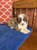 Cocoa, a female Miniature Aussiedoodle for sale in Seneca, KS – 9 of 10