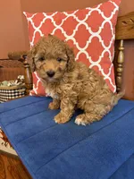 Ava, a female Miniature Goldendoodle for sale in Seneca, KS – 7 of 10