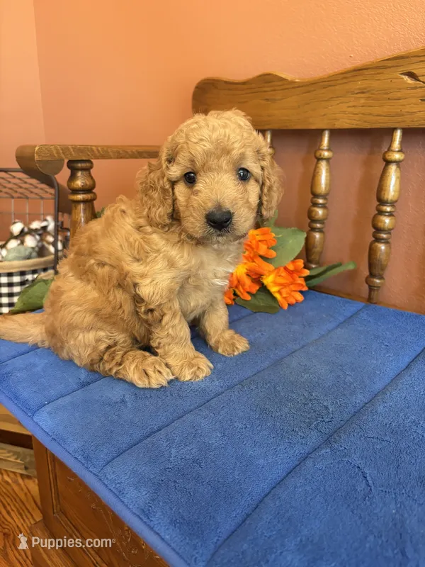 Boomer – Miniature Goldendoodle puppy for sale in Seneca, KS