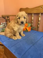 Boomer, a male Miniature Goldendoodle for sale in Seneca, KS – 6 of 10