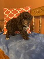 Bennie, a male Miniature Aussiedoodle for sale in Seneca, KS – 8 of 10