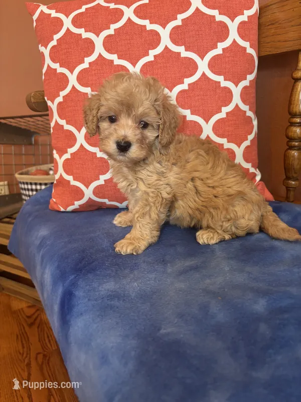 Alexis – Miniature Goldendoodle puppy for sale in Seneca, KS