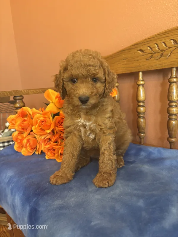 Marley – Miniature Goldendoodle puppy for sale in Seneca, KS