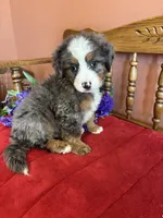 Winston, a male Miniature Bernedoodle for sale in Seneca, KS – 5 of 10