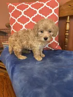 Alexis, a female Miniature Goldendoodle for sale in Seneca, KS – 7 of 10
