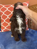 Bennie, a male Miniature Aussiedoodle for sale in Seneca, KS – 7 of 10