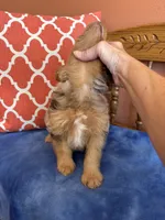 Tori, a female Miniature Aussiedoodle for sale in Seneca, KS – 6 of 10