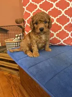 Ricky, a male Miniature Goldendoodle for sale in Seneca, KS – 9 of 9