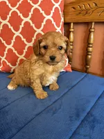 Max, a male Cavapoo for sale in Seneca, KS – 7 of 8