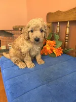 Boomer, a male Miniature Goldendoodle for sale in Seneca, KS – 7 of 10