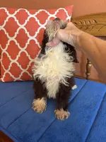 Sophie, a female Aussiedoodle for sale in Seneca, KS – 2 of 6